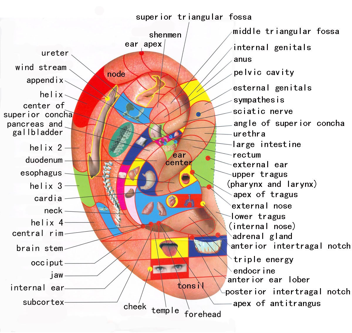 420Talkca's tweet photo. Many pains can be elevated with pressure to the ear. A great chart for a romantic nite. #relax https://t.co/YakZFHapzg