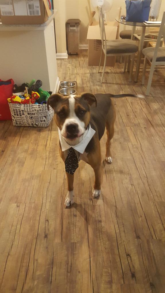 danimac_79's tweet photo. Happy 100th episode! #pitbulls&amp;parolees #PitBulls100 https://t.co/UhFsxexT4u