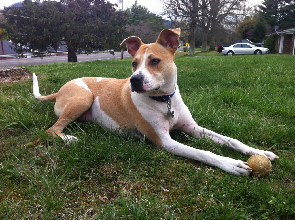 DustyCPU's tweet photo. #PitBulls100 #Zader https://t.co/K6hauPnMit