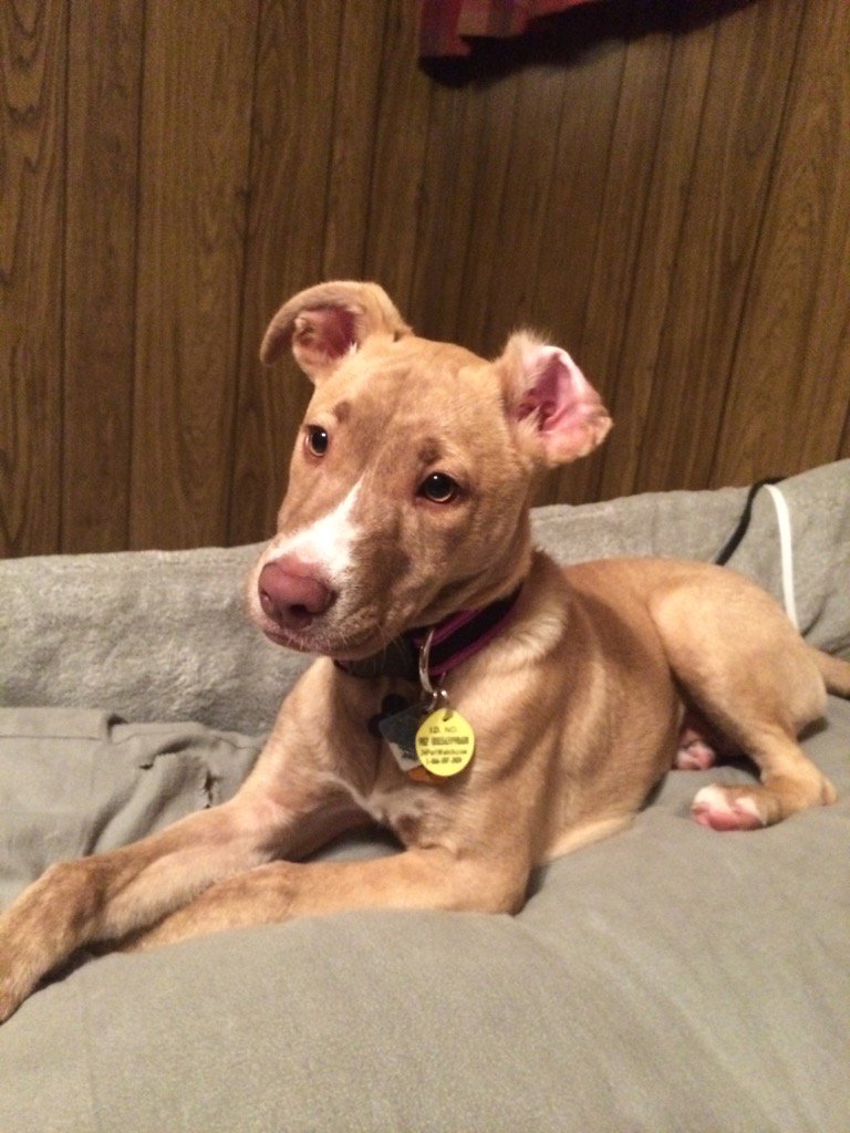 KayleeStoneburn's tweet photo. #PitBulls100 https://t.co/4h7DEnYQDH