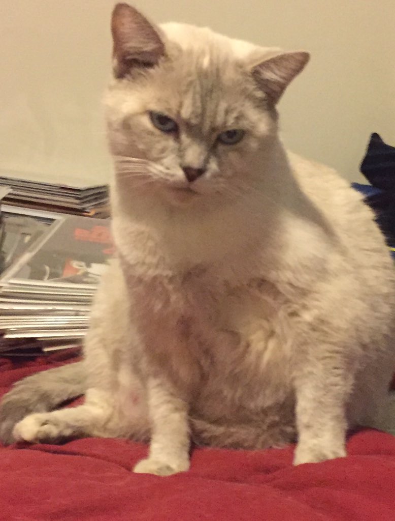 conmantherad's tweet photo. @mr_oberts yours looks more thrilled with 2016 than mine tho https://t.co/S3XwGKQRvb