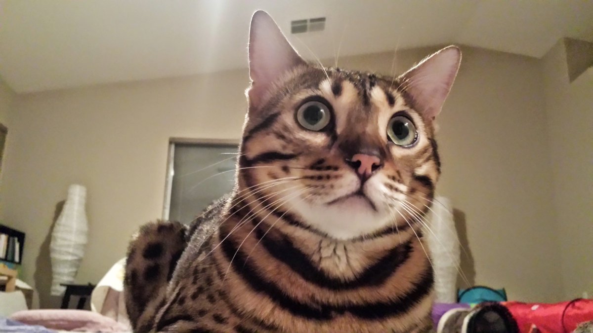 그동안 잠만잤나? 
#뱅갈고양이 #뱅갈 #미국 #라스베가스