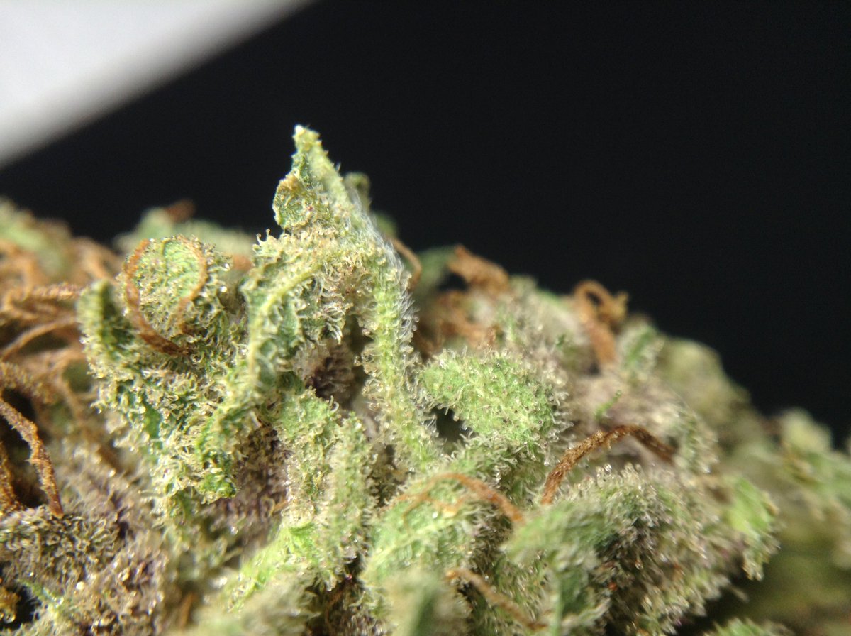 theAgingEnt's tweet photo. @thegreenvault @MyLibertyReach @theAgingEnt so many #terpenes #CBG #THC #resiny #StonerNation #SmokeWeedEveryDay https://t.co/0A2HgOIXi6