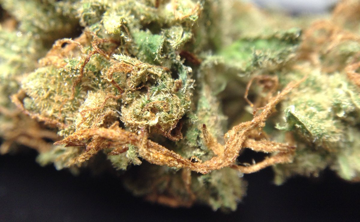 theAgingEnt's tweet photo. @thegreenvault @MyLibertyReach @theAgingEnt so many #terpenes #CBG #THC #resiny #StonerNation #SmokeWeedEveryDay https://t.co/0A2HgOIXi6