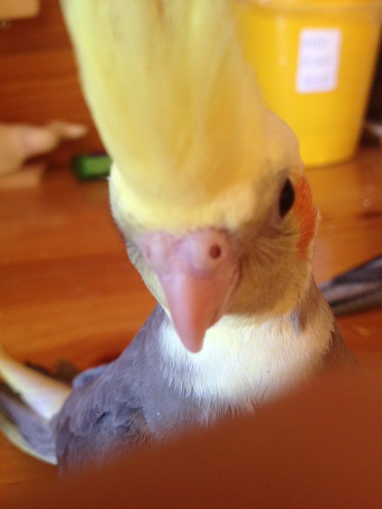 TikiParrot's tweet photo. I see there is something in ur hand can i has https://t.co/LvfCYsnbMX