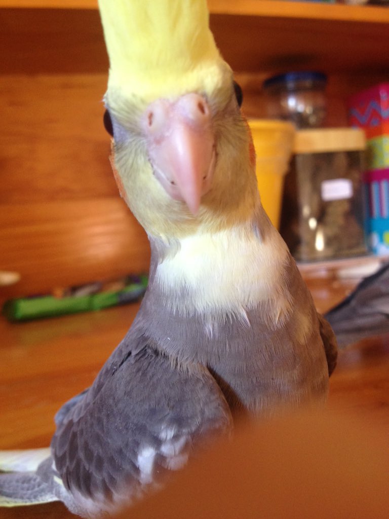 TikiParrot's tweet photo. That moment u realise ur a bird https://t.co/A2MxoEiFfY