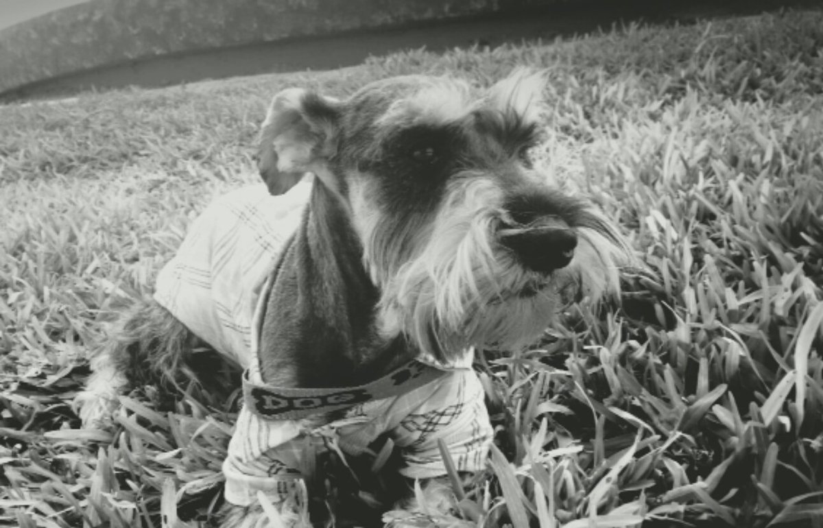 frankgrillod's tweet photo. ¿Por qué te amo tanto? 💘💘💘 #Lucas #doglove #doggood #beautifuldog https://t.co/qbcizADLu8