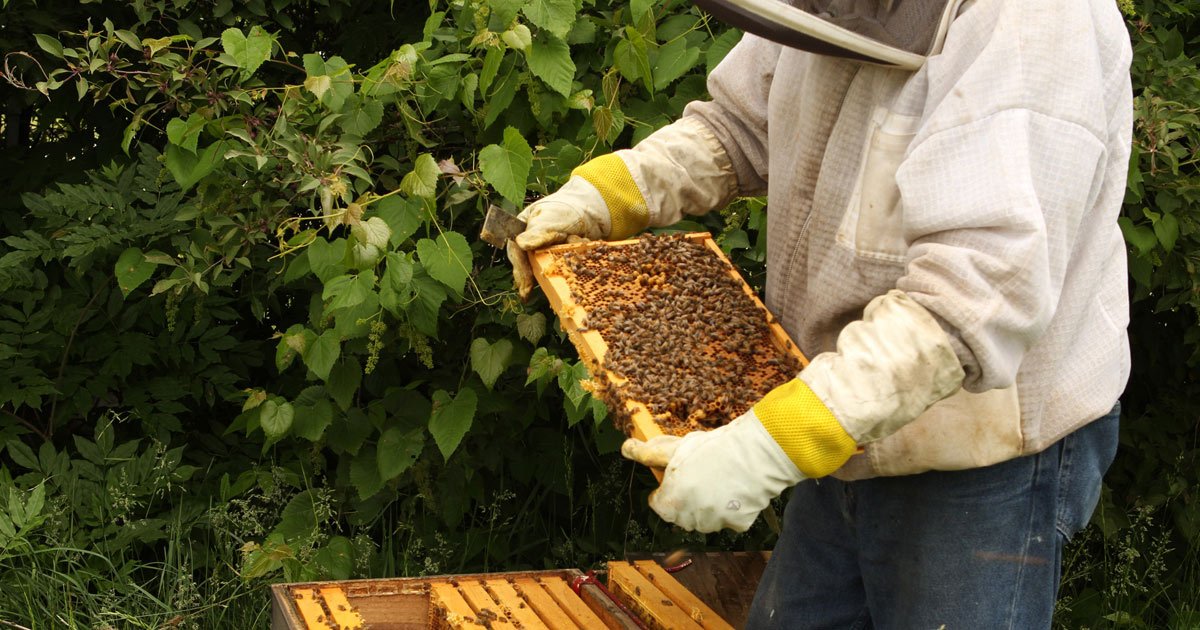 Can Walter T. Kelley Company's quest to save bees in #Kentucky also save our food chain? aol.it/1WMXXM9