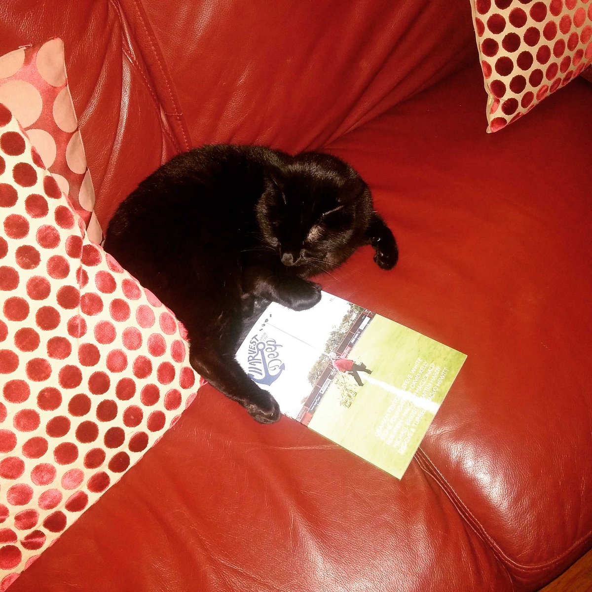 tonymurray76's tweet photo. One of our cats, archie has been missing since new years eve, schools hill cheadle area @crowninn3 please rt https://t.co/Ba0TrBGMCk