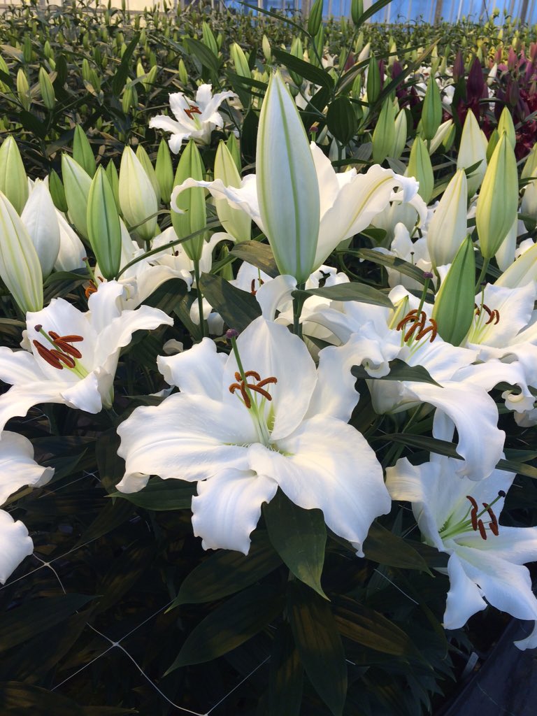 makbreeding's tweet image. Showkas 't Zand vol in bloei