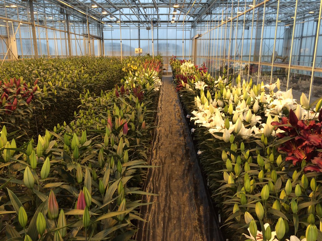 makbreeding's tweet image. Showkas 't Zand vol in bloei