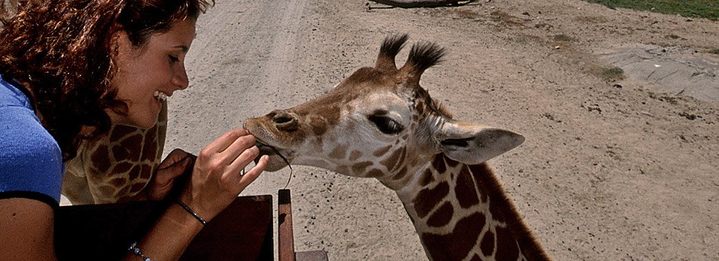 When you <a href="/visitsandiego/">San Diego</a>, Roar n' Snore with your fave animals at the Zoo Safari Park! 🐯 bit.ly/1MHxtDX