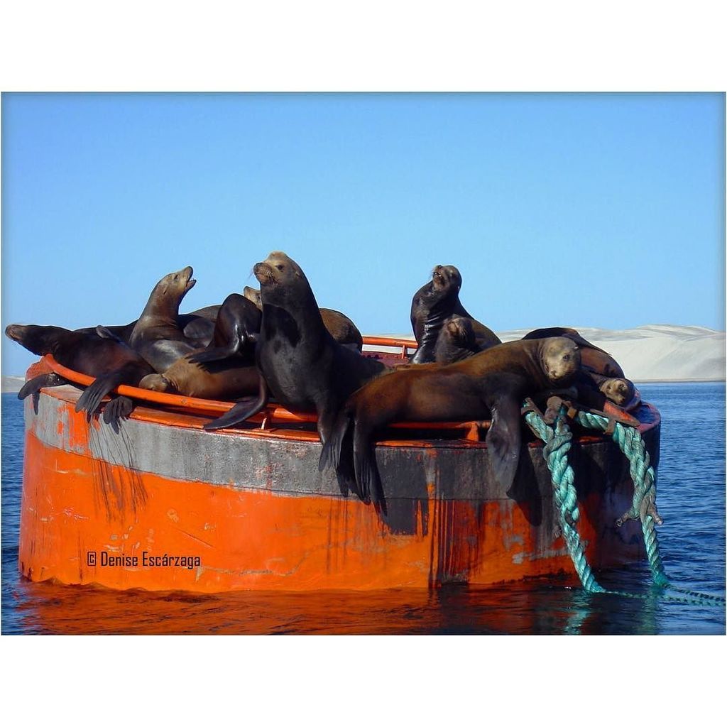 TravelBajaSur's tweet photo. shampagne_supernova: #sealions #sea #baja #bajacaliforniasur #guerreronegro #mulege #leonm… https://t.co/0lH7zPPlnw https://t.co/IPSlX9aMKa