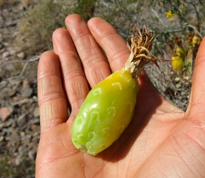 naturalist4you's tweet photo. #highlight2015 December #roadtrip #forage barrel cactus fruit Picacho Peak State Park #Arizona #yum #WildEdibles https://t.co/PQAIksb4tC