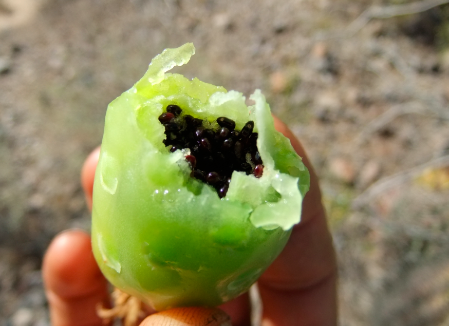 naturalist4you's tweet photo. #highlight2015 December #roadtrip #forage barrel cactus fruit Picacho Peak State Park #Arizona #yum #WildEdibles https://t.co/PQAIksb4tC