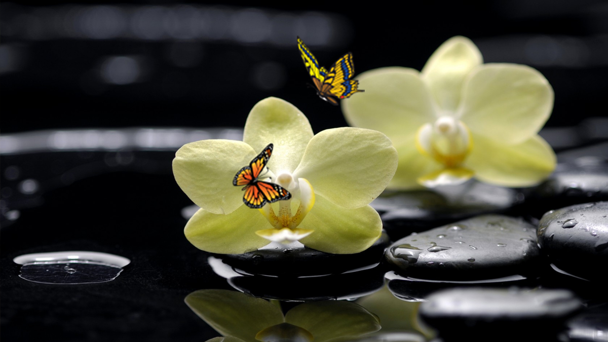 MerriLucia tweet picture