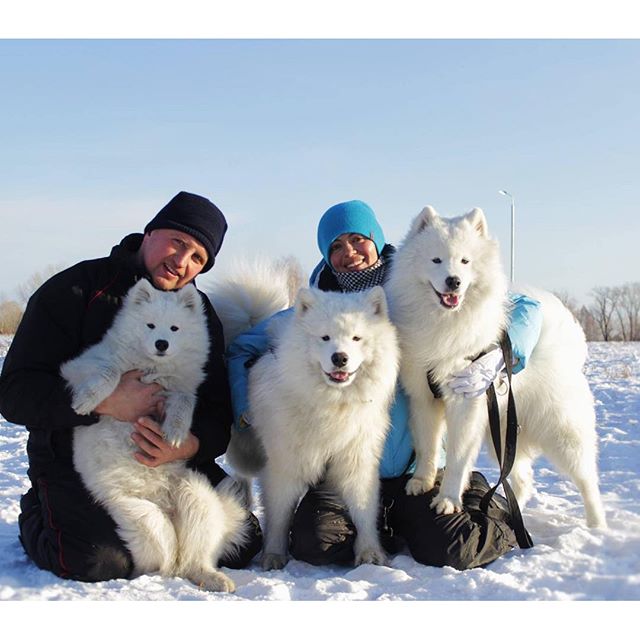 Top Dog Pet Training LLC (td_pet_training) Twitter