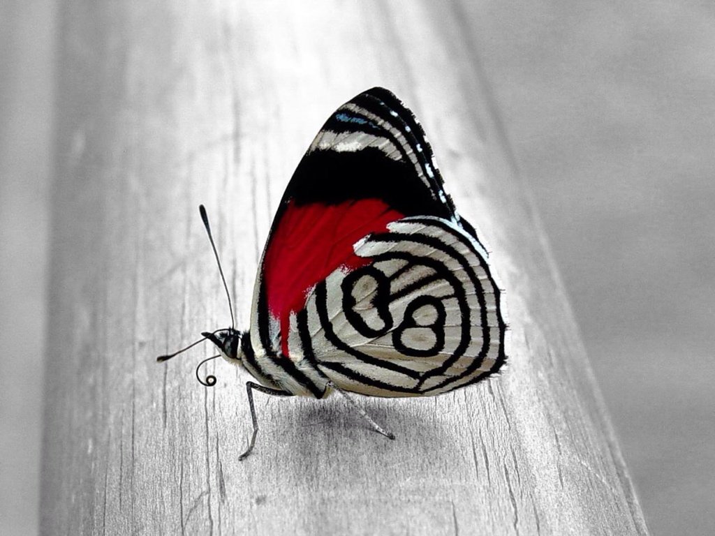 mzhda tweet picture
