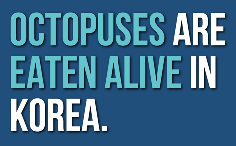 BrainFodderUK's tweet image. #Octopus #Korea #FactOfTheDay