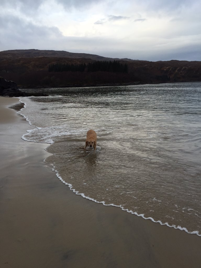 WalkswithWaffle's tweet photo. Sometimes I think my owner @louiseminchin is a bit of a wimp. Why won't she swim in a Loch in January? https://t.co/TdF4uwaYzb