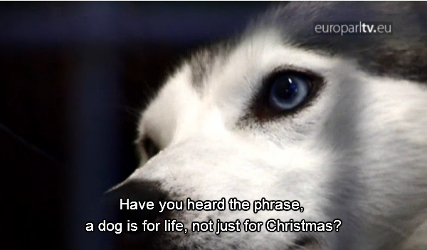 Una #mascota es para toda la vida, no sólo un regalo en #vacaciones. Vídeo: bit.ly/1RXUsCJ @europarltv