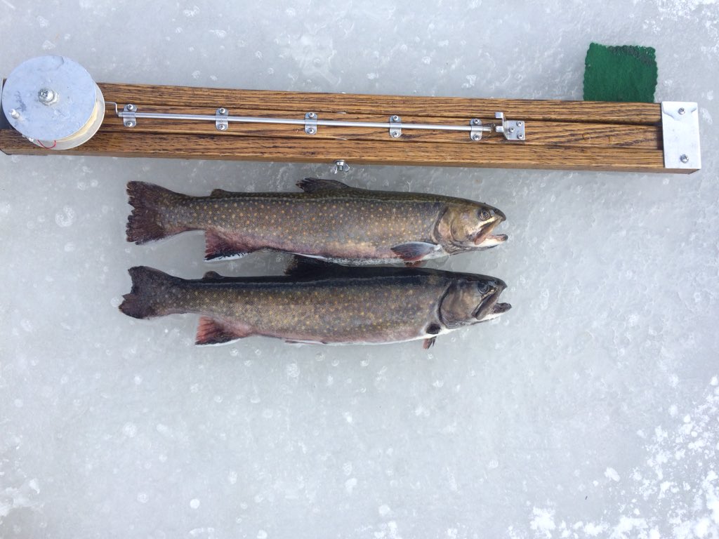 mainehuntfish's tweet photo. Caught 8 trout today. kept two for dinner! #jacktraps #brooktrout https://t.co/JONhBtr05c