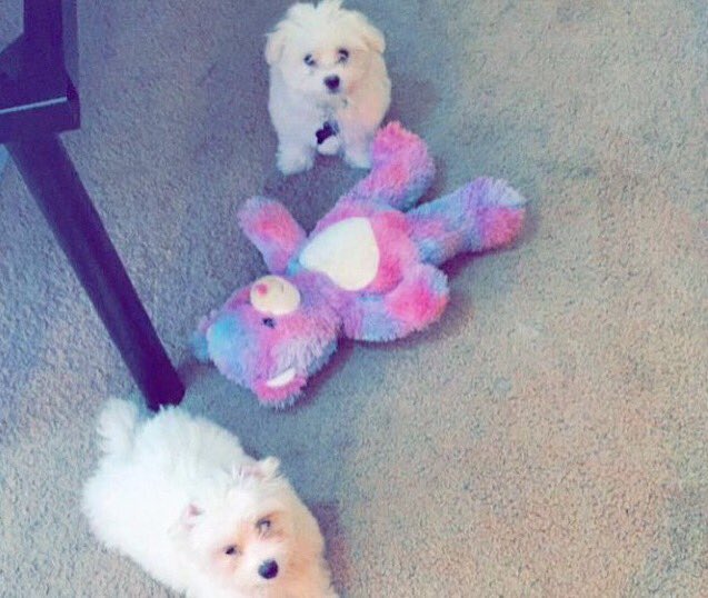 ManoloMediaCo's tweet photo. Happy Birthday To My Fav Dogs Tinoooo & Bentleyyyy πΆ Can't Wait To See You Guys π #HappyFirstBDay https://t.co/SUAHsknMXh