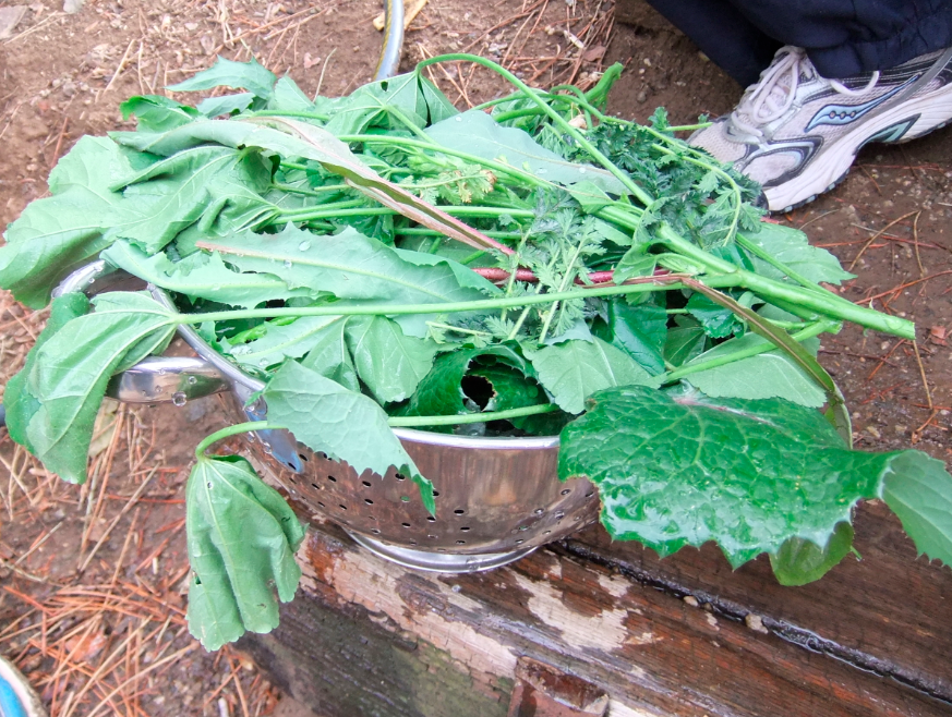 naturalist4you's tweet photo. #highlight2015 December 20th "Greens & Things" #workshop #forage #salad #WildEdibles https://t.co/11uG1rlfLc https://t.co/hV2lLVaEZh