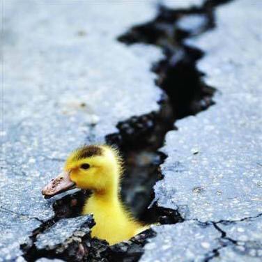 PorkysDuck's tweet photo. Quack @mikeparry8 #Quack https://t.co/YqEufTmJrZ