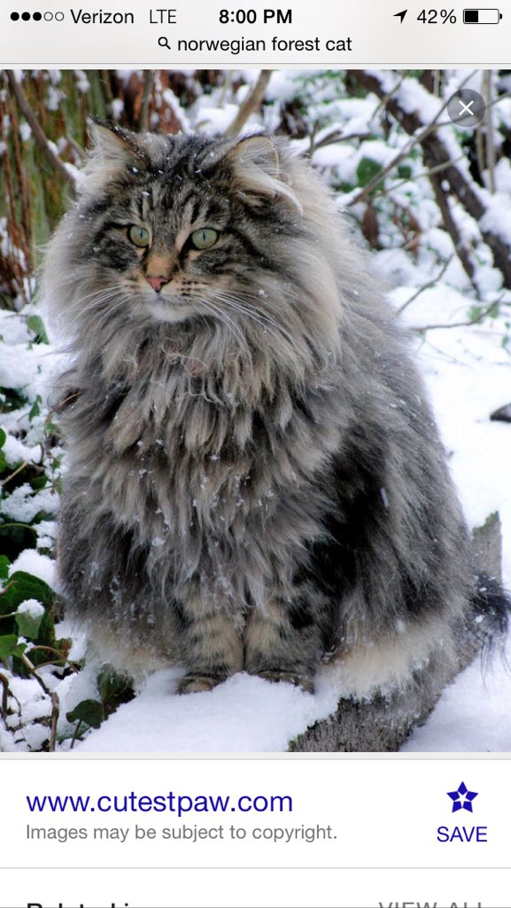 I want this cat. That is all