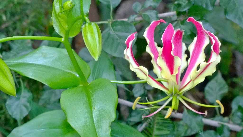 MartiniCoetzee's tweet photo. @tracyallen10 het nounet gesien..lyk my sy blom net op jou verjaarsdag😊😇 Geniet!🎂 https://t.co/oUomWBGahi