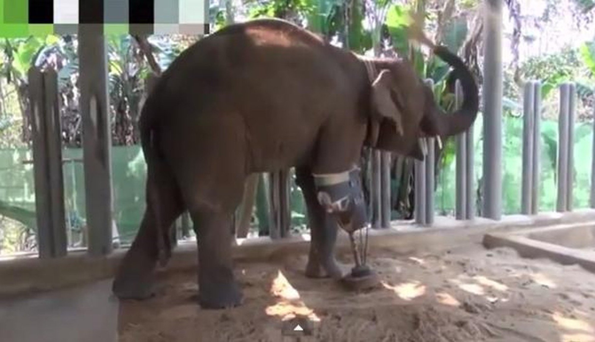three legged elephant