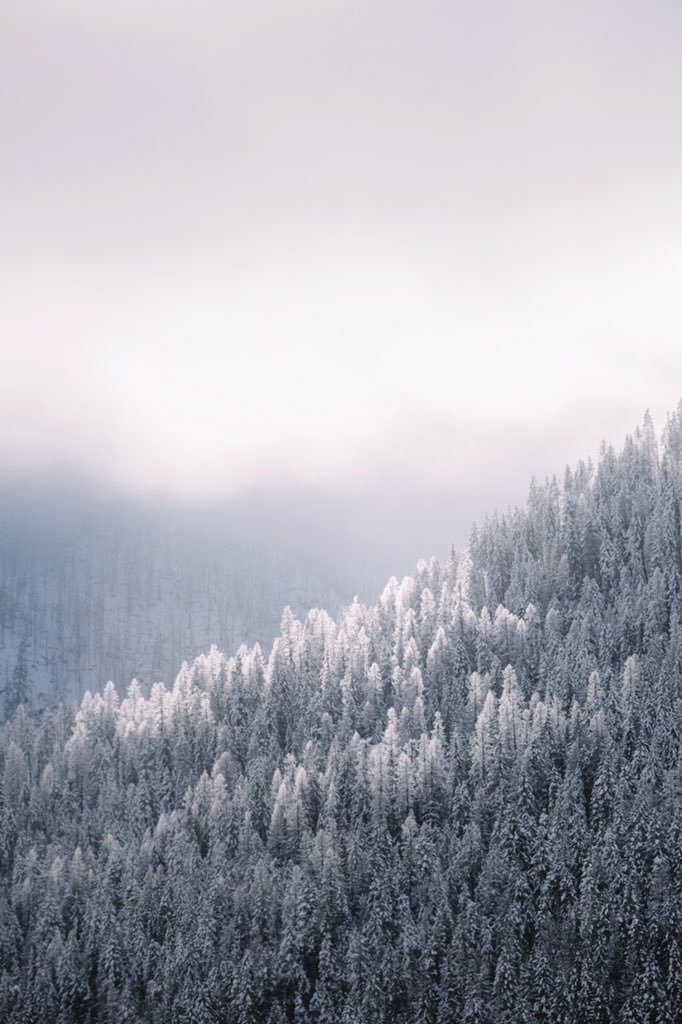 alexstrohl's tweet photo. A frozen treeline. Shot for @canonusaUSApro on my #PowerShotG3X #TeamCanon https://t.co/IdsLDQO2bi