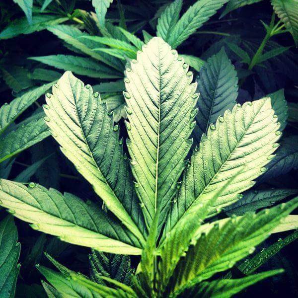 CultivatorsCA's tweet photo. RT if u love #California #cannabis &amp; support sensible regulation for #indoor #cultivation! #LosAngeles #Cultivators https://t.co/YurdxGZ6lu