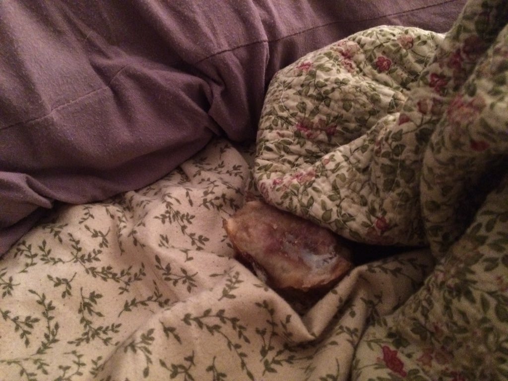 LordSpotter's tweet photo. Can you spot the bone? Probably not, I am good at hiding important items. https://t.co/pm6t9iyacl