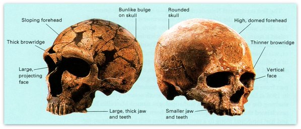 Qafzeh's tweet photo. Neanderthal (La Ferrassie 1) vs. Modern Human (Cro-Magnon 1) #Qfossil https://t.co/uUlWdfH14b