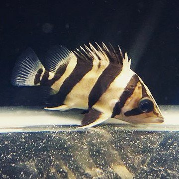 Akvaristan's tweet photo. #akvaristan #aquarium #akvaryum #aquarien #tigerfish #tigerdat #datnoid #datz #datnoids #datnoidesmicrolepis #datno… https://t.co/XWTacCwLYi