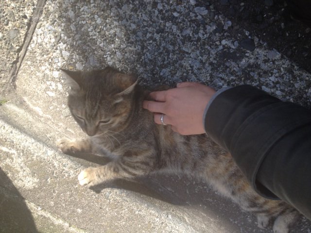 izumiracle's tweet photo. 今日のシマちゃん。Shima-chan d'aujourd'hui. #chat #cat #ronronner https://t.co/qMGQCiJyUb