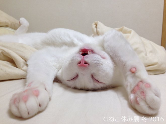 Fashionsnap Com 2週間で5千人来場した ねこ休み展 が再び 残念なイケメン猫セツちゃんなど新顔も T Co Vsl1sbkdqp T Co 15dupkptds