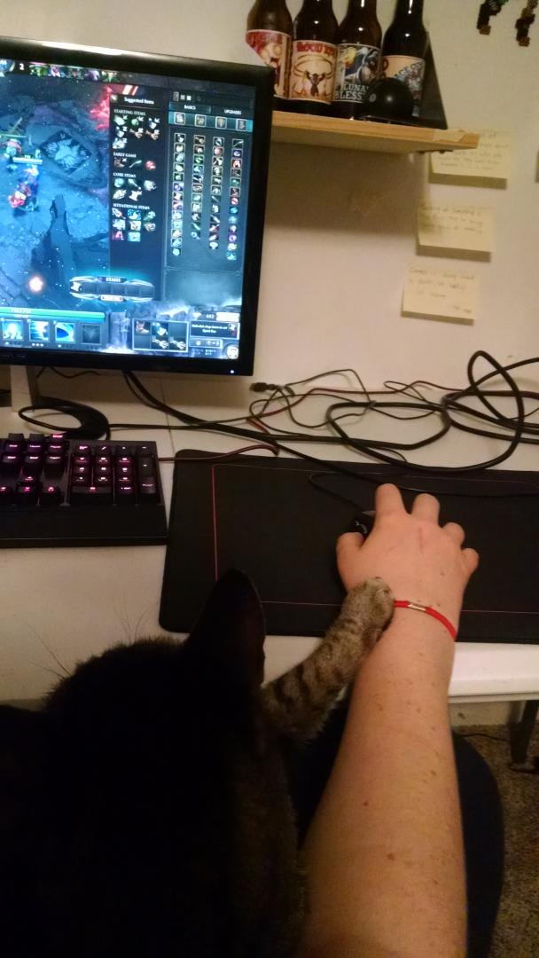 ProveDota's tweet photo. This is how I play Dota. He holds my hand. All. Game. Long. #kittygaming https://t.co/Od6EqQ875p