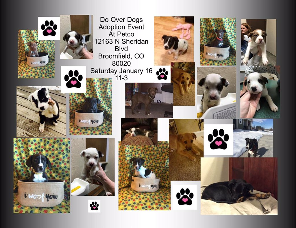 Spotofclass's tweet image. Adoption Event Do Over Dogs today, Saturday 1/16/16, 11-3, at the Petco in Broomfield, CO Sheridan &amp;amp; 120th!