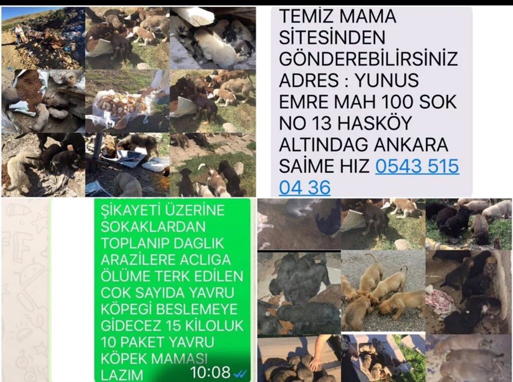 <a href="/oncehayvan/">SOKAK PATİLERİ</a> İLANI GÖREN HERKES RT YAPSIN LÜTFEN DONARAK ÖLMESİNLER ACLIKTAN ACİL MAMA LAZIM 0543 515 04 36 ŞÜTFEN RT