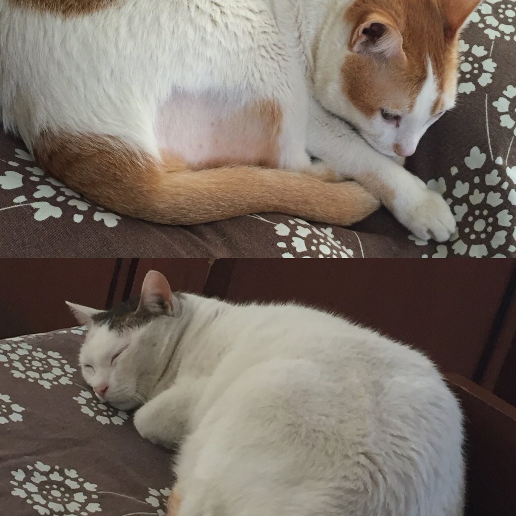 Mumbaiguru's tweet photo. @RachitaVaid @catsofinstagram @RealGrumpyCat #adorable #ginger #spice #welldeserved #rest #doingnothingtoday https://t.co/19NqOR0HaP