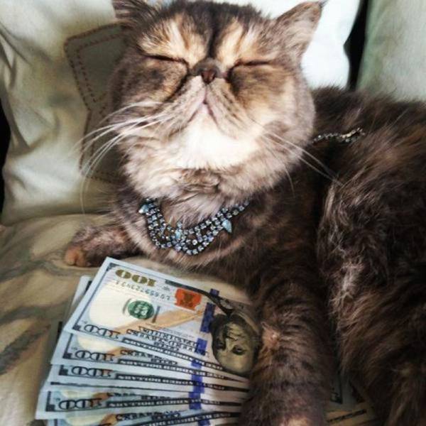 PetitPointChat's tweet photo. chat bling-bling - https://t.co/JkeIhEmEIl - #chat #Allongé #Argent #Bijou #Billets #Blingbling #PHOTO https://t.co/EGRvCqfEIh