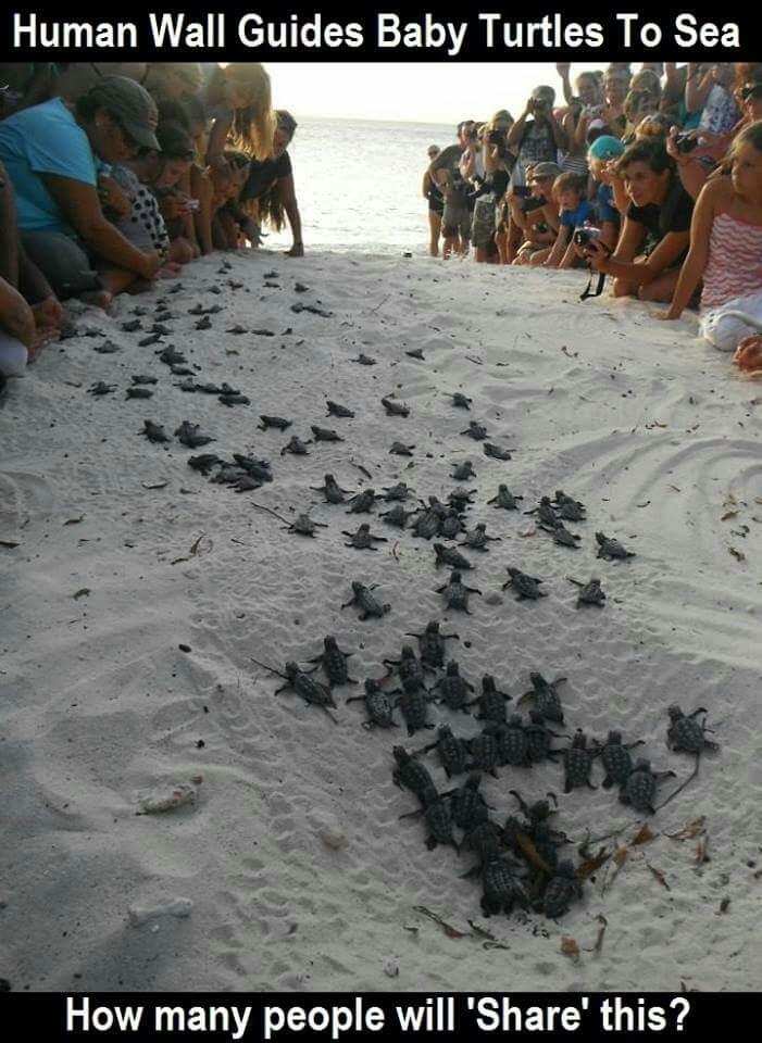 Hearminator's tweet photo. Love! #turtles xxx https://t.co/4od3ua5AST