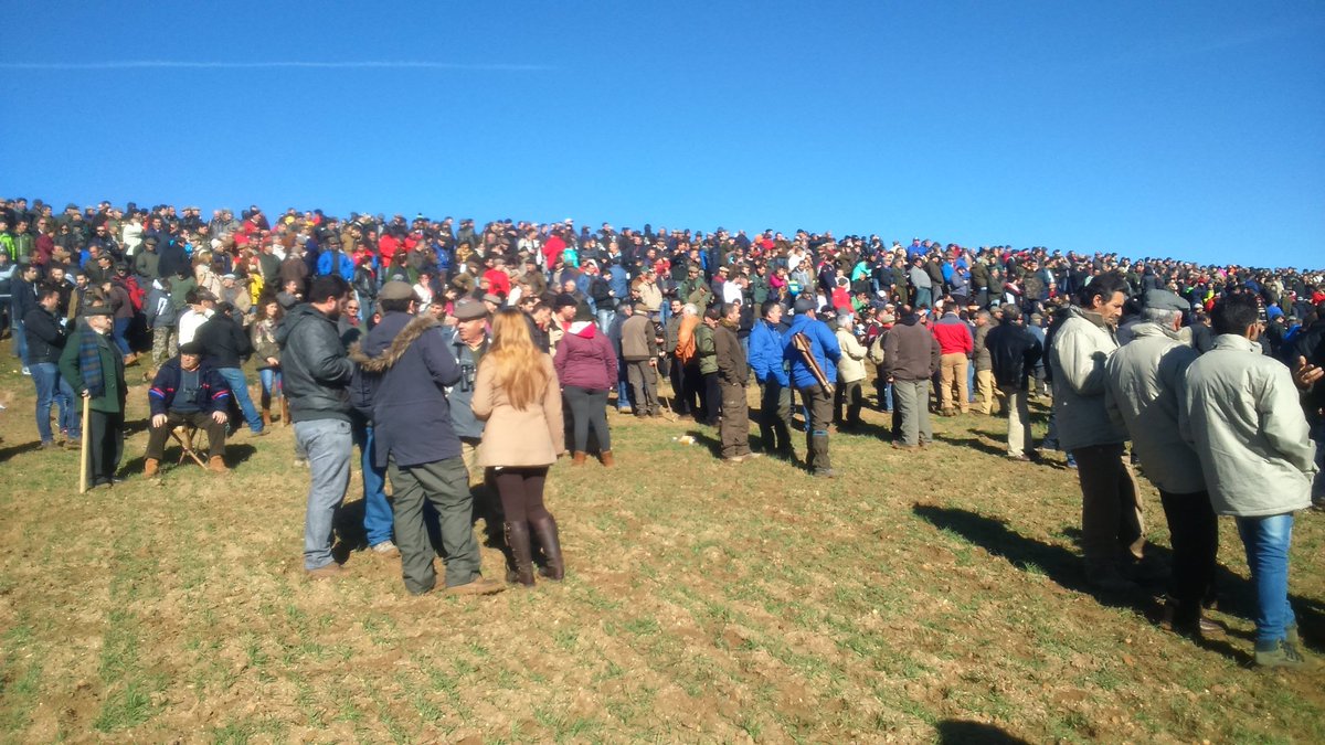 Masiva asistencia al Campeonato Nacional de Galgos en Nava del Rey
