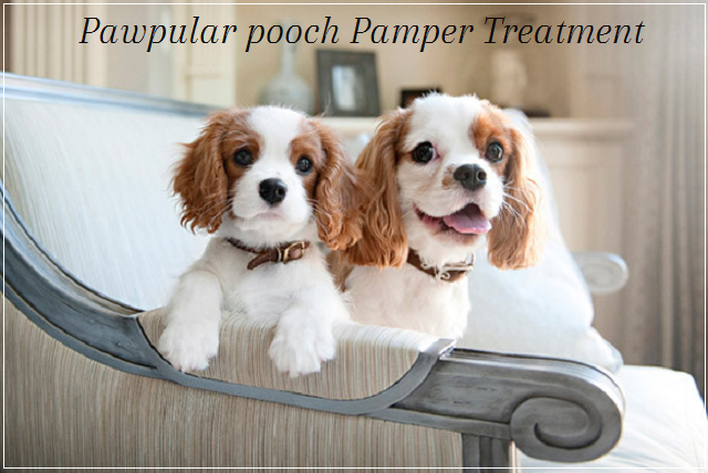 PoochDogSpa's tweet photo. Pawpular Pooch Pamper Treatment now available @PoochDogSpa https://t.co/XvRxclcqSA https://t.co/PpoRysgRas