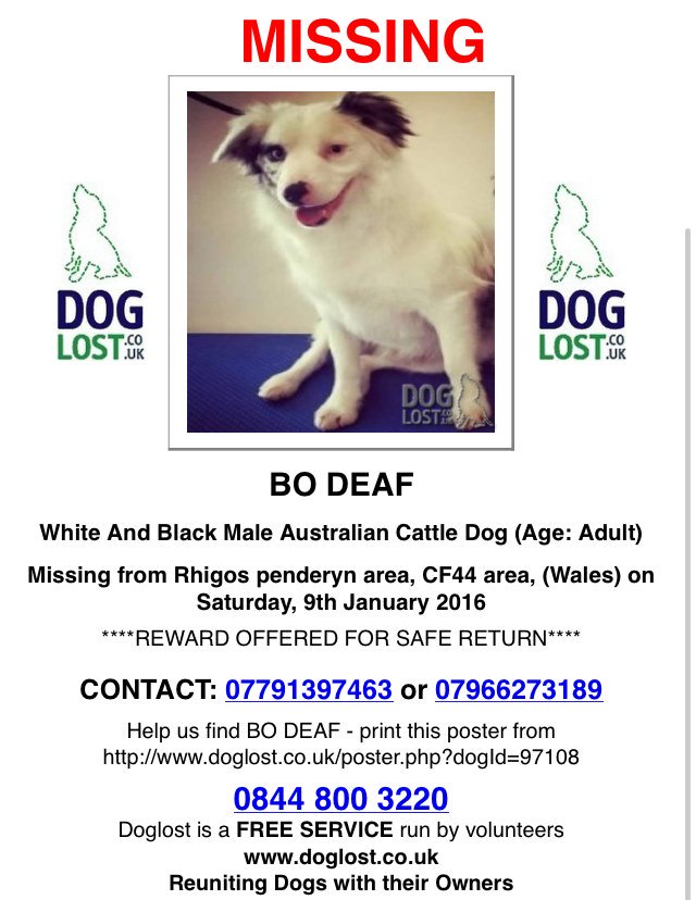 nikkiemermaid's tweet image. #LostDog #CF44 #Wales #DeafDog #MissingDog please RT 🐶