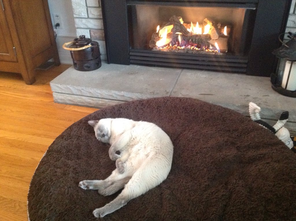 odditiesinfocus's tweet image. The life of a house cat is tough! #kitty #cat #heaven