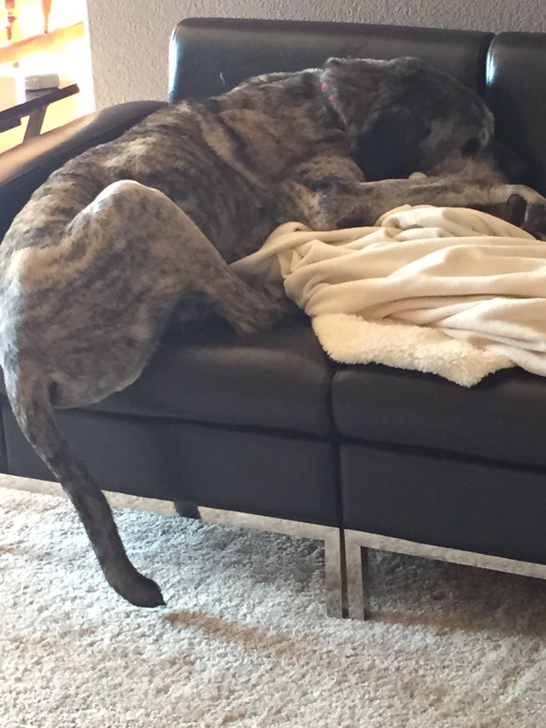 Murph_the_Mutt's tweet image. The dog who couldn't keep track of his own butt.